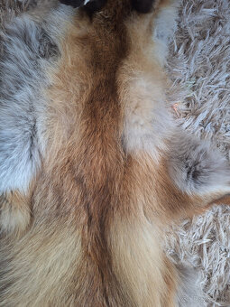 Kožušina líška - 3