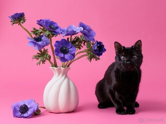 Drobučká mačička Zina - 3