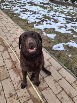 Darujem Labradora - 3