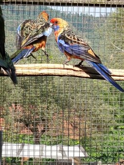 Rozely Adelaidské - 3