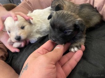 Šteniatka maltipoo - 3