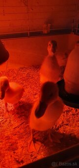 Indické bežce, indický bežec , kačka, kačky - 3