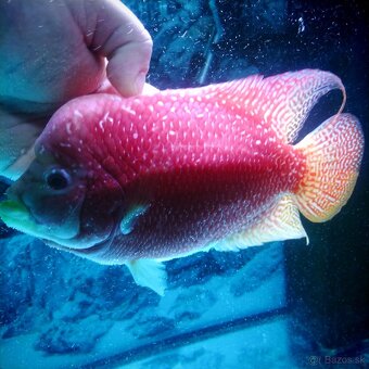 Flowerhorn - 3