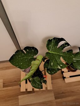 Monstera thai constellation - 3