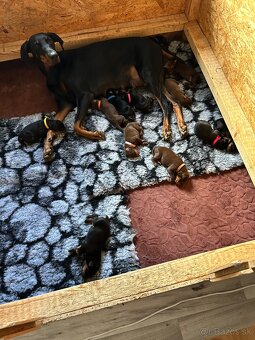 Doberman štenaitka - 3