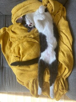 Darujem mačičku, pol ročnú - 3