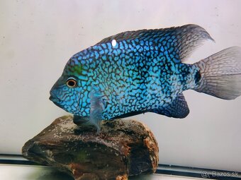 ‼️TOP RYBY ‼️ - 3