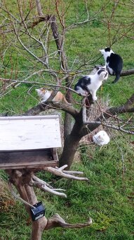 Darujem mačiatka - 3