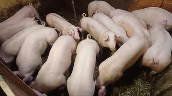 Ponúkam na predaj prasatá - 3