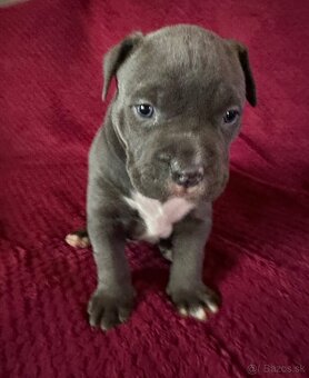 Prodej štěňat American Bully Teplice - 3