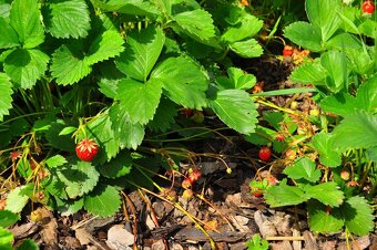 Ponukam brigadu do zahrady - 3