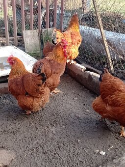 Hempšír kuriatka - 3