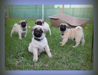 MOPS s PP.FCI. - 3