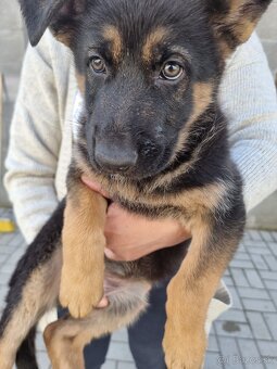 Nemecký ovčiak šteniatka - 3