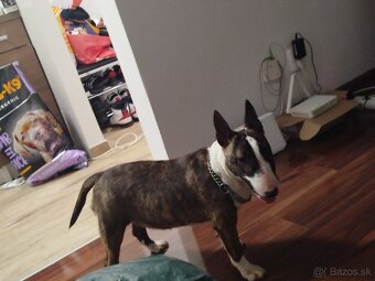 Mini bullterrier - 3