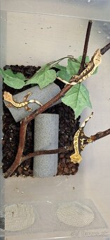 Pagekon riasnaty - 3