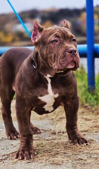 American bully - 3