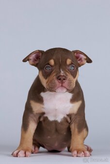 American bully s PP - 3