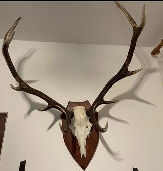Jelenie trofeje - 3