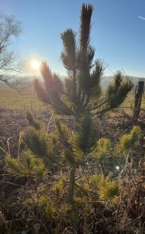 Sibírsky Céder / Pinus Sibirica sadenice - 3