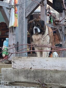 Chovný pes Moskovský strážny pes .. - 3