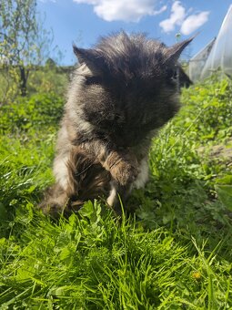Maine Coon na krytie - 3