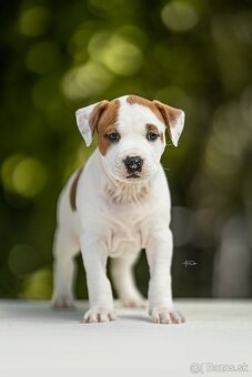 AMERICKÝ STAFORDSHIRSKY TERRIER - 3