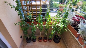 Bugenvilea (Bougainvillea) červená, fialová, cyklámenová - 3