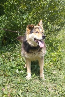 Darujem rozumnú sučku Lindu - mix ovčiak a husky - 3