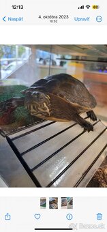 Vodná korytnačka - 3
