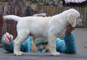 Labrador retriever šteniatka s PP - 3