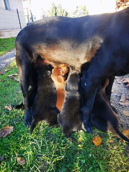 Labrador štaniatka - 3