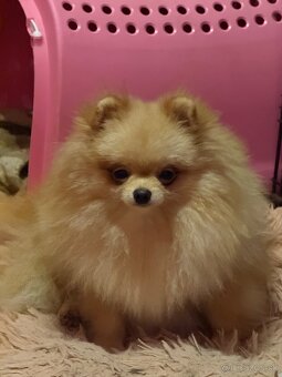 Pomeranian s PP - 3