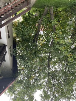 orechové drevo už spílené - 3