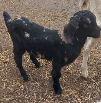 2 mesacna kozickq - 3