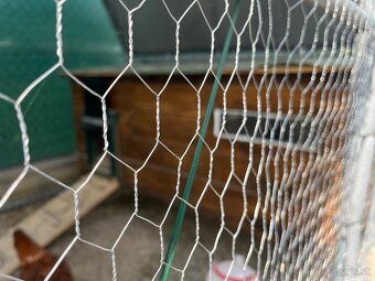 predam sliepky brown nick - 3