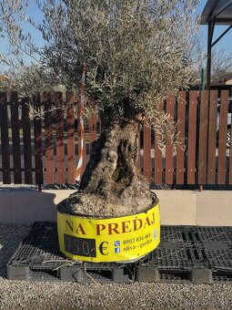 Olivovnik bonsai - 3