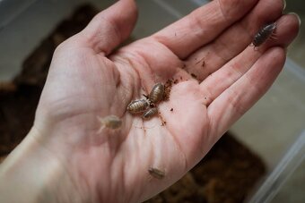 Isopody- Porcellio leavis - 3