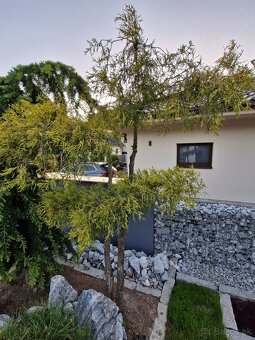 Cypruštek zlatý na kmienku(bonsai) - 3