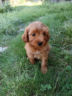 Maltipoo mini, maltipo - 3