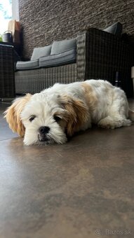 Shih-tzu čistokrvná s papiermi - 3