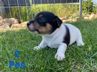 Jack Russel Terier - 3