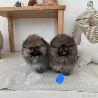 Pomeranian - 3