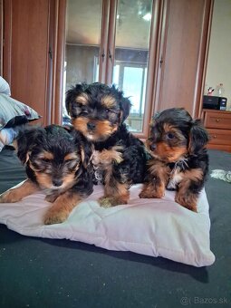 Yorkschirsky terier - 3