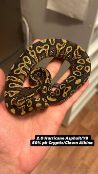 Pytóny Kráľovské - 3