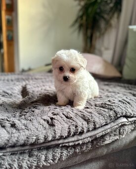 Mini Maltezak, Mini Maltézsky šteniatka - 3