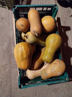 Domáci petržlen , cibula , jablká a sudova kapusta. - 3