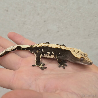 Pagekon riasnaty - C. ciliatus z vlastneho odchovu od 30€ - 3