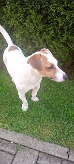 Jack Russel teriér - krytie - 3