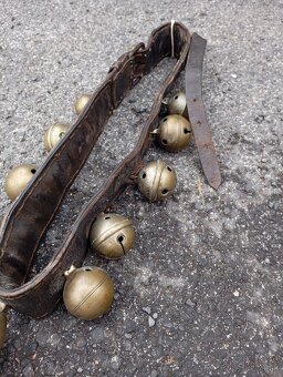 Predám zvonce rolnicky - 3